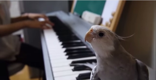 Pappagallo canta accompagnato dal pianoforte – Video