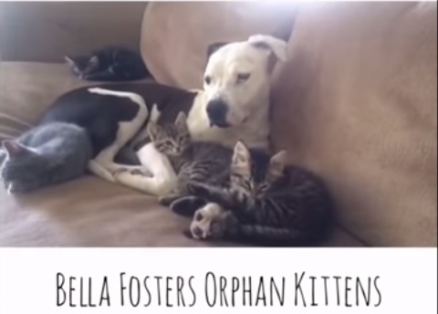 Bella, il pit bull con tre zampe che alleva i gattini – Video