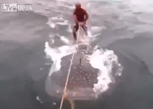 Fanno surf su uno squalo-balena, gli animalisti insorgono