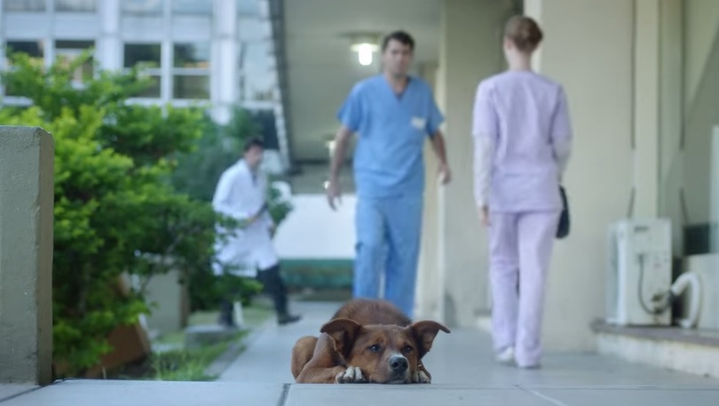 L’amicizia tra uomo e cane diventa uno spot per la donazione degli organi