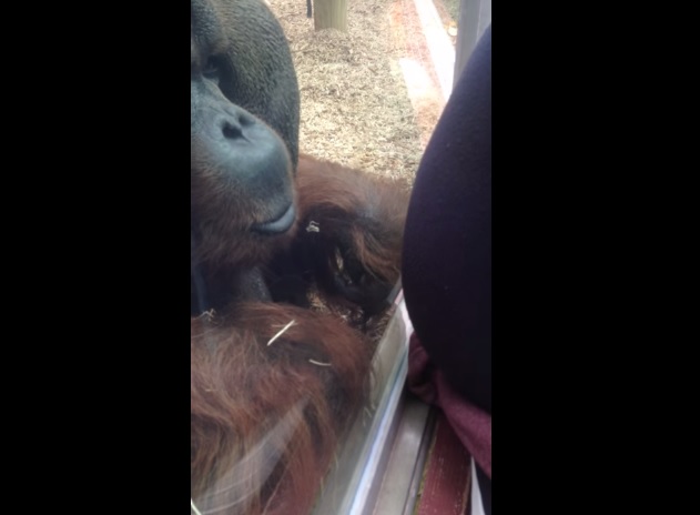 Un bacio al pancione della futura mamma, l’orangotango commuove il web