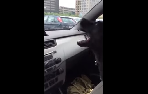 Cucciolo scopre l’aria condizionata in auto, il video è virale