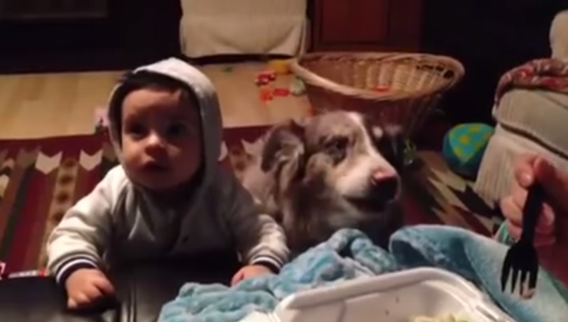 Chiede al bambino di dire “mamma”, quello che fa il cane è incredibile