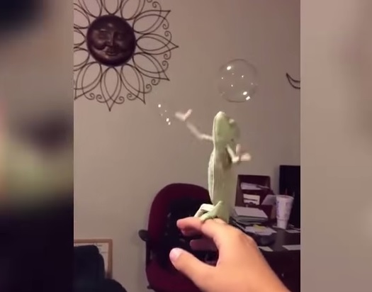 Laura, il camaleonte che si diverte a far scoppiare le bolle di sapone