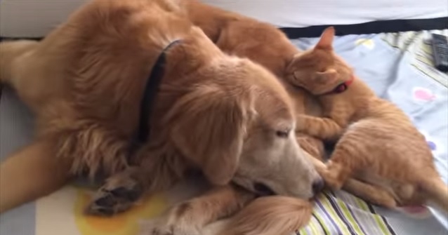 Trovano un gatto tra i cespugli, ecco cosa accade quando lo portano a casa