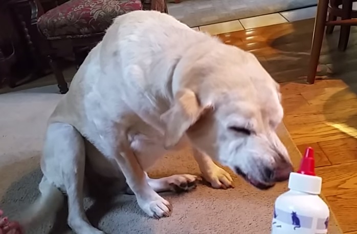 “Denver, prendi la medicina”, la reazione del cane è esilarante – Video