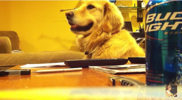 Il padrone suona la chitarra e il cane “ride” – Video