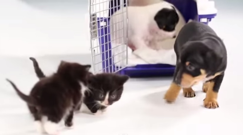 Il primo incontro tra gattini e cagnolini – Video