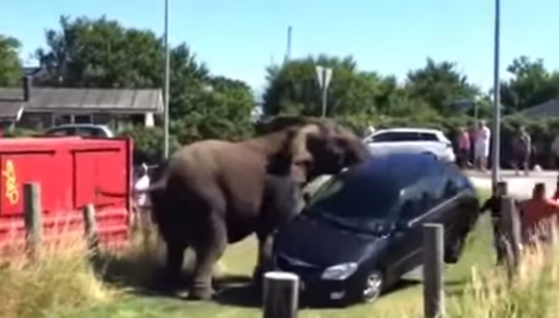 Elefante imbestialito rovescia una macchina, il video choc