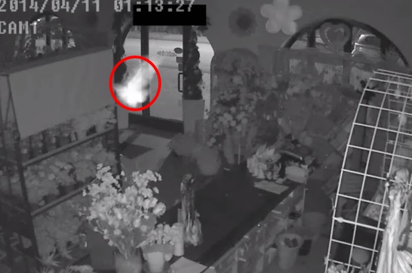 Il fiorista mette le telecamere nel suo negozio, ecco cosa accade di notte