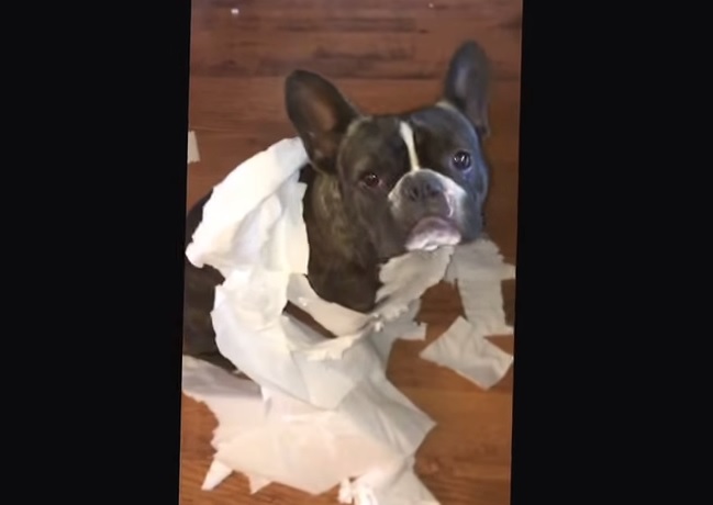 “Chi è stato?”, il bulldog francese accusa il compagno di giochi