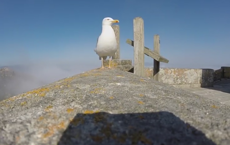 Gabbiano ruba una GoPro e spicca il volo – Video