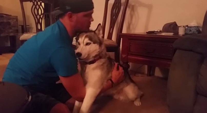 L’husky mangia per sbaglio i biscotti alla marijuana, ecco la sua reazione