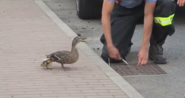 Mamma papera chiede aiuto, i poliziotti estraggono i piccoli dal tombino