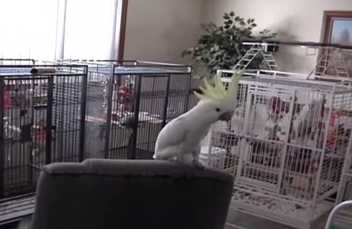 Il pappagallo si scatena sulle note dei Queen – Video