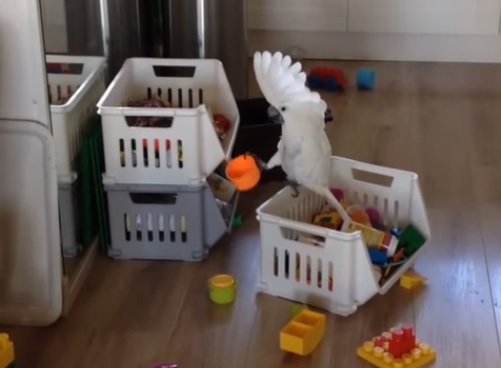 Pappagallo urla nella tazza e “impazzisce” per l’eco – Video