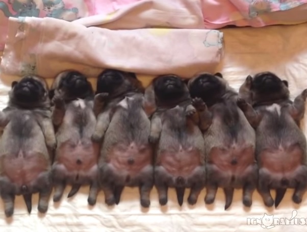 I sogni “sincronizzati” di sei cuccioli – Video