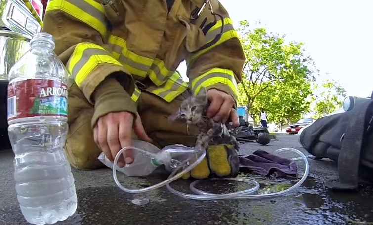 Un angelo travestito da pompiere salva un gattino da morte certa