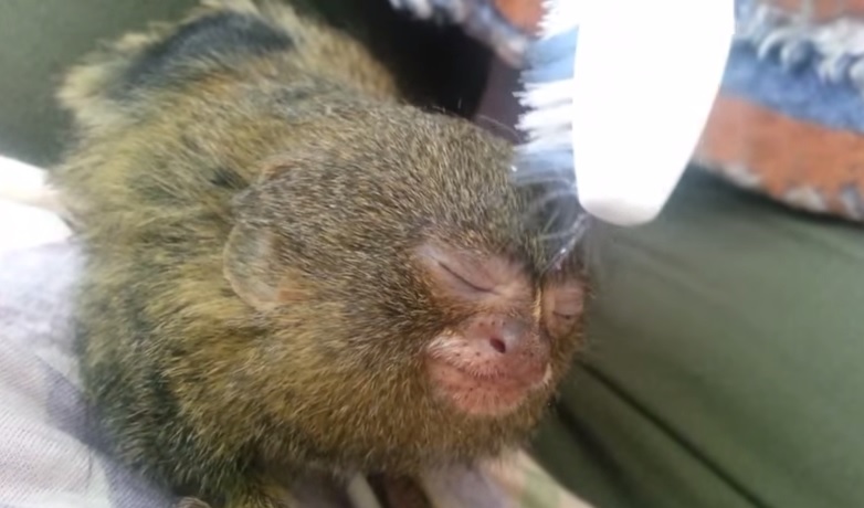 “Che goduria!”, la scimmietta che ama i massaggi – Video