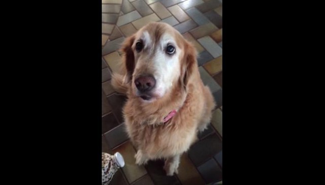 “Lily, non hai più il cancro”, la reazione del cane è commovente – Video