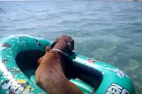 Il bassotto in vacanza conquista il web – Video