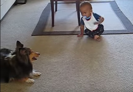 Questi due cuccioli vi contageranno con la loro allegria – Video