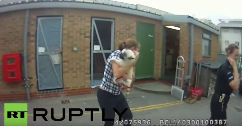 Cane rubato rivede padrona, la sua gioia è incontenibile – Video