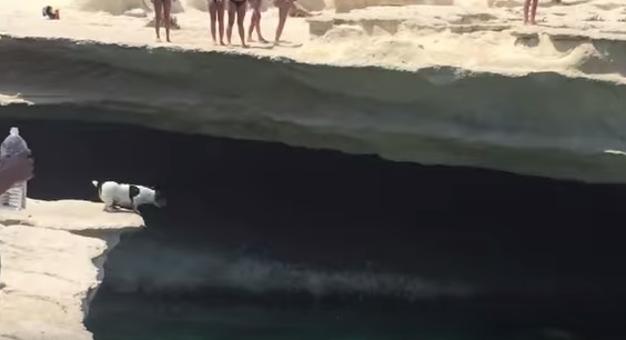 Cane si sporge dalla scogliera, quello che fa dopo è sorprendente