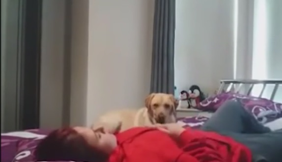Il cane assiste la padrona durante la crisi epilettica – Video