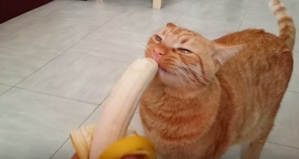 Offre una banana al gatto, Mao reagisce così – Video