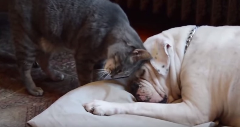 Il cane dorme profondamente, quello che fa il gatto è tenerissimo