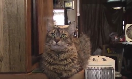 Conversare con un gatto non è mai tempo perso