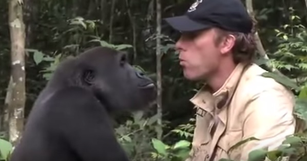 Uomo e gorilla si rivedono dopo 5 anni, il loro incontro vi scalderà il cuore