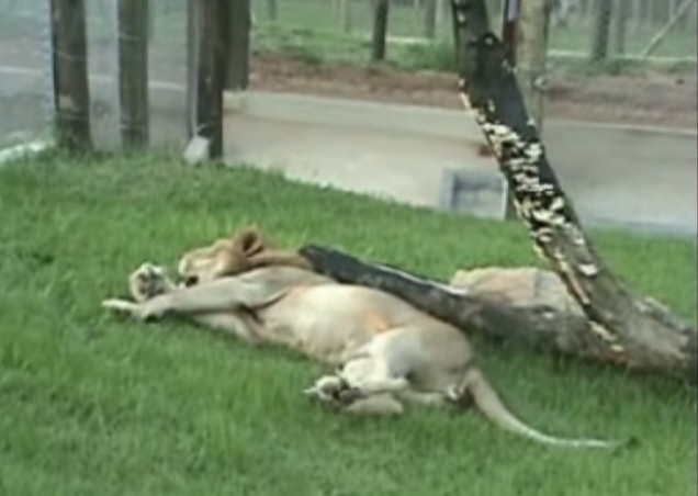 Leone lascia la gabbia dopo 13 anni, ecco la sua reazione – Video