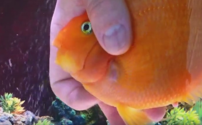 Il pesce rosso che ama le coccole, il video è virale