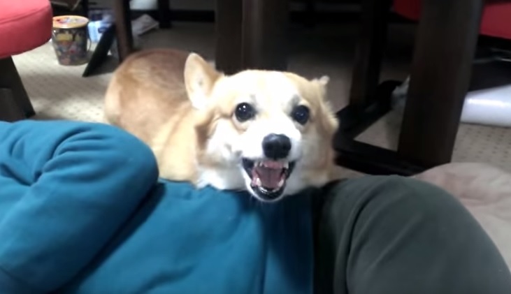 Finge di picchiare la moglie e il cane reagisce così – Video