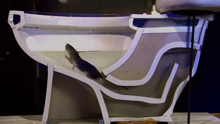 Ecco come un topo può risalire con estrema facilità le tubature del water