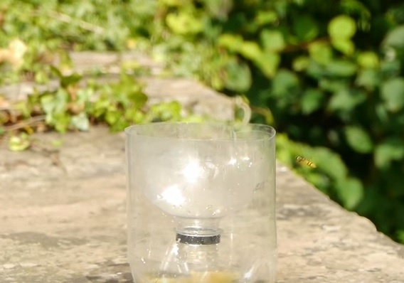 Trappola per vespe fai da te, come realizzarla in un minuto – Video