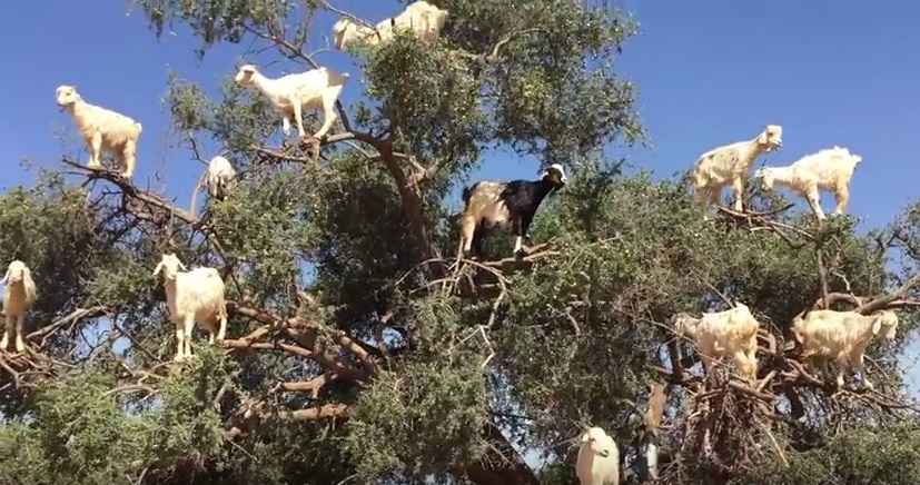 Capre che si arrampicano sugli alberi di Argan in Marocco – Video