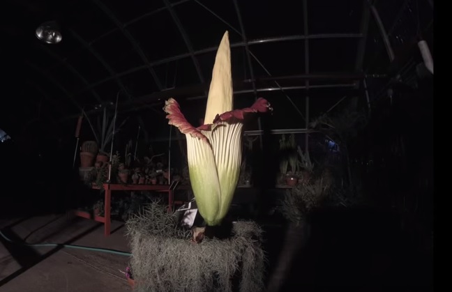 Sboccia il ‘fiore che puzza’, il timelapse della Virginia Tech – Video