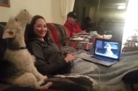 Fox Terrier “parla” su Skype con i suoi simili – Video