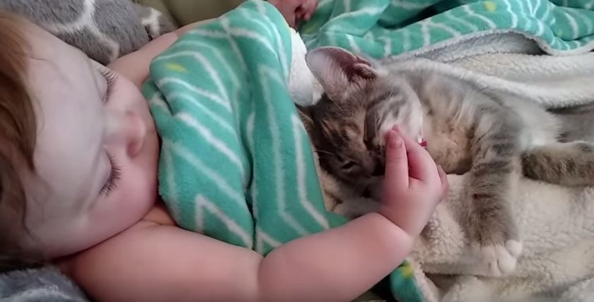 Bimba e gatto, storia di un’amicizia che commuove il web – Video