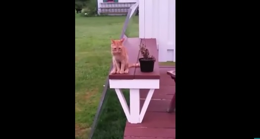Il gatto-prodigio conquista il web, quello che fa è sorprendente – Video