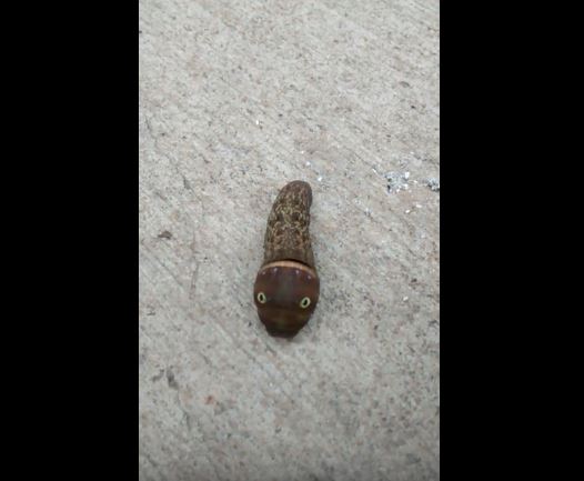 Trova uno strano animale in garage, ecco come reagisce quando lo tocca