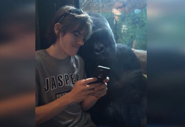 Il gorilla stregato dallo smartphone – Video