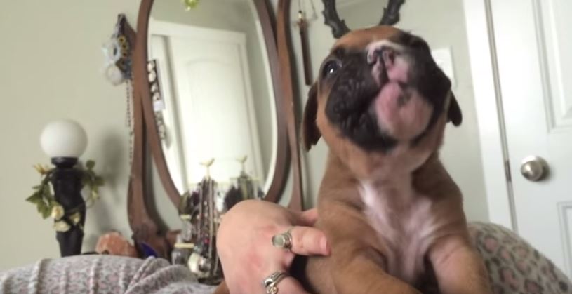 La padrona vuole insegnargli ad ululare,  la risposta del cucciolo è adorabile