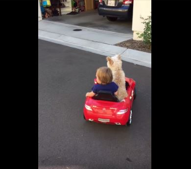 Il bimbo vorrebbe guidare la macchinina, quello che fa il cane è sorprendente