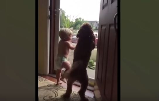 “E’ tornato papà”, bimbo e cane impazziscono di gioia – Video