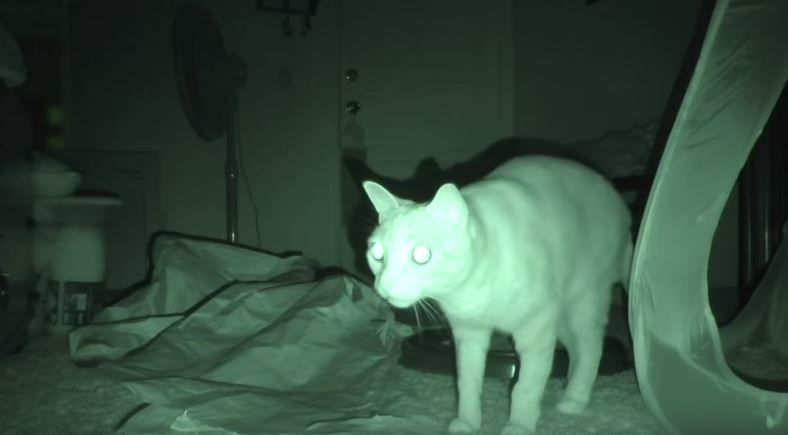 ‘Purranormal Cativity’, ecco cosa fanno i gatti quando i padroni dormono