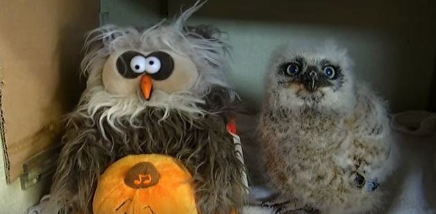Il baby gufo che danza con l’amico di pezza – Video